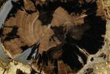 Polished Petrified Wood Limb (Schinoxylon) End-Cut - Wyoming #184831-1